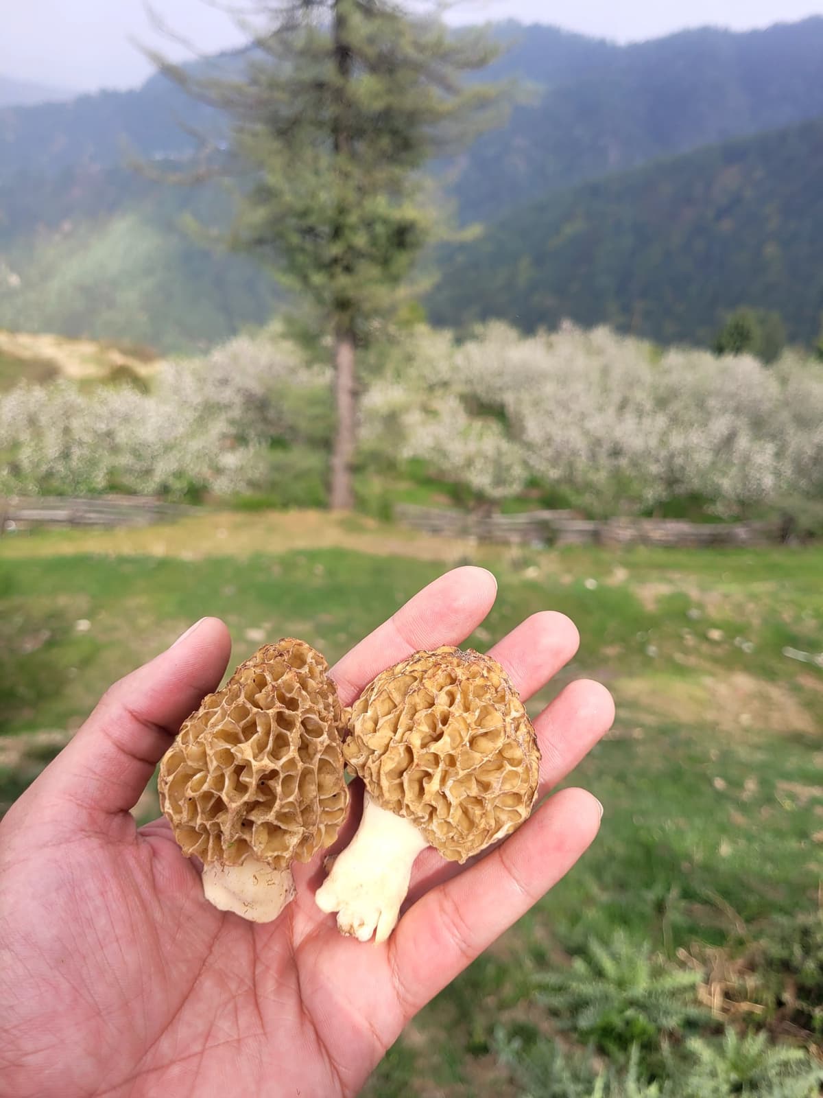 Wild Mushroom Foraging